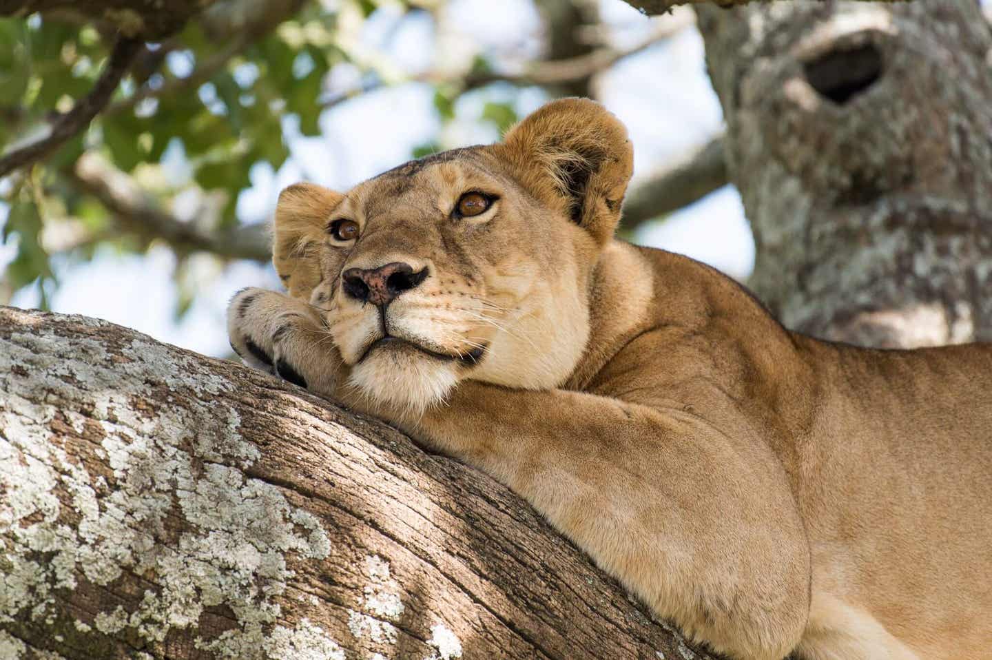 Tansania und Sansibar. Löwe in freier Wildbahn auf einem Baum