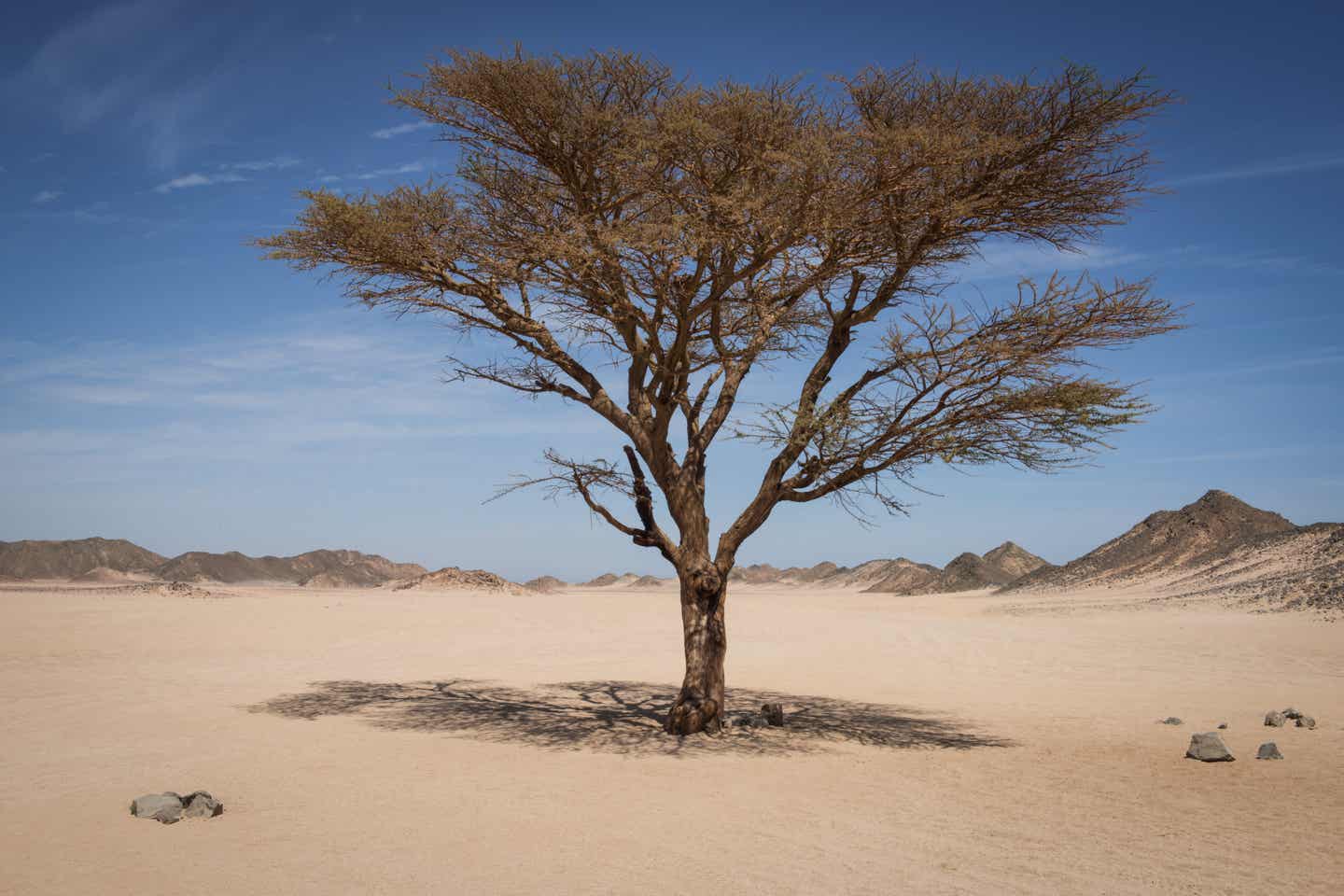 Wadi el Gemal Nationalpark - Sehenswürdigkeit in Marsa Alam, Ägypten