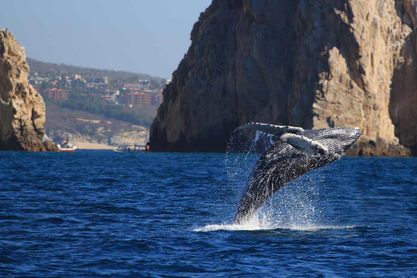 Los Cabos Sehenswürdigkeiten: Biodiversität 