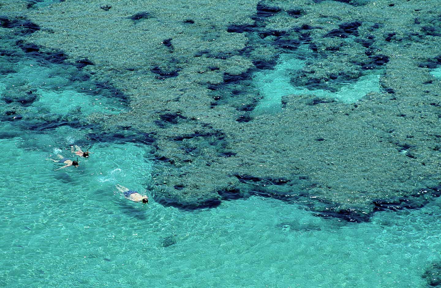 Oahu Urlaub mit DERTOUR. Familie schnorchelt in der Hanauma Bay vor Oahu