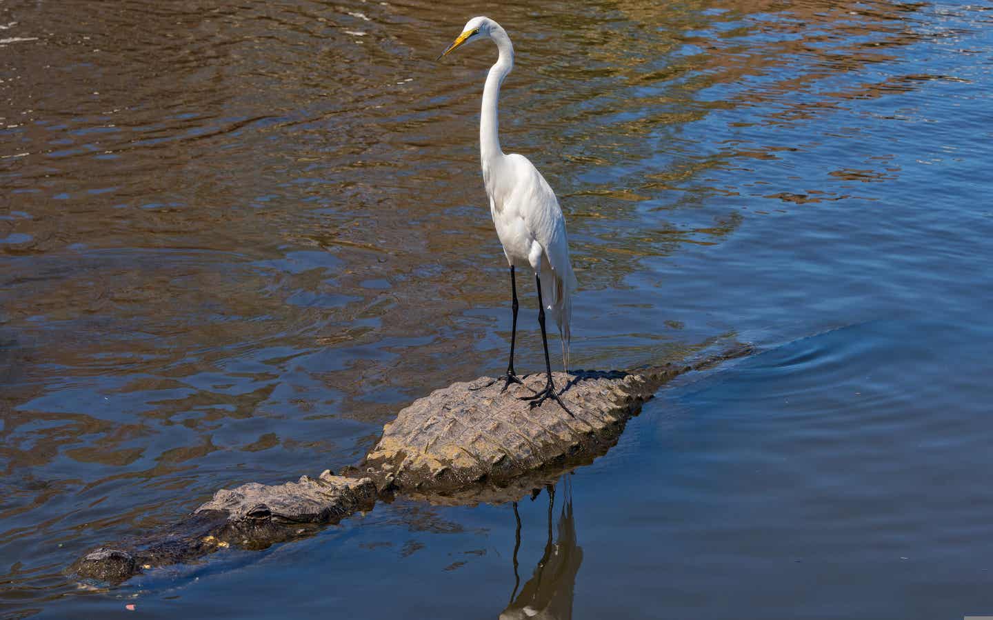 Urlaub in Orlando – Alligator in Gatorland