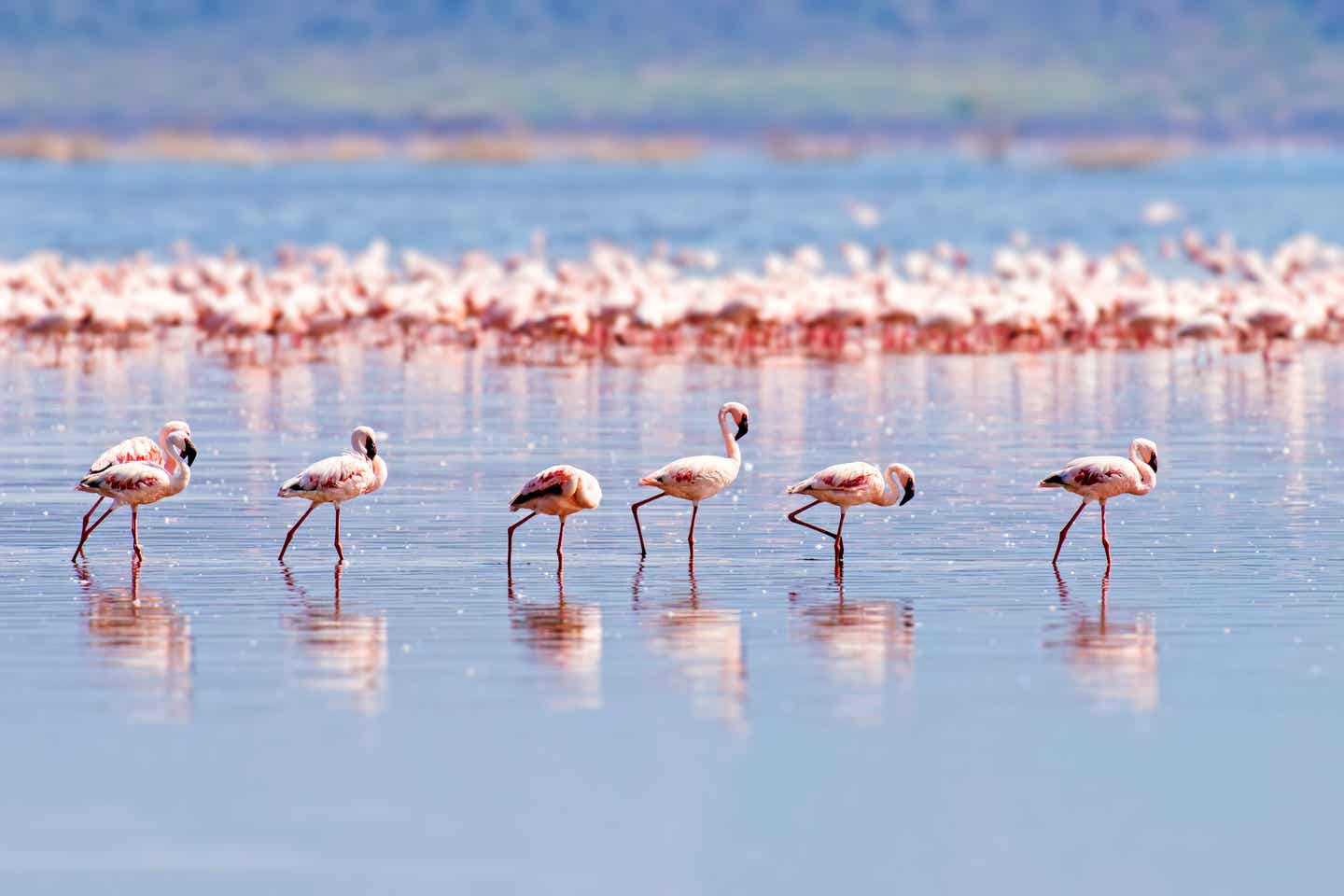 Frankreichs Strände: Flamingos am Strand