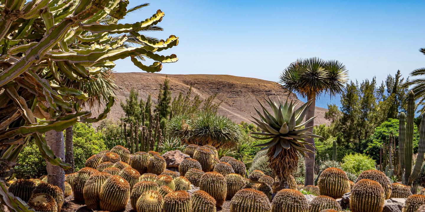 Kakteen und Palmen im Oasis Wildlife Park Fuerteventura mit trockener Landschaft im Hintergrund