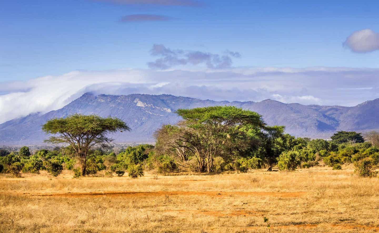 Kenia: beliebtes Land für Afrika-Safaris