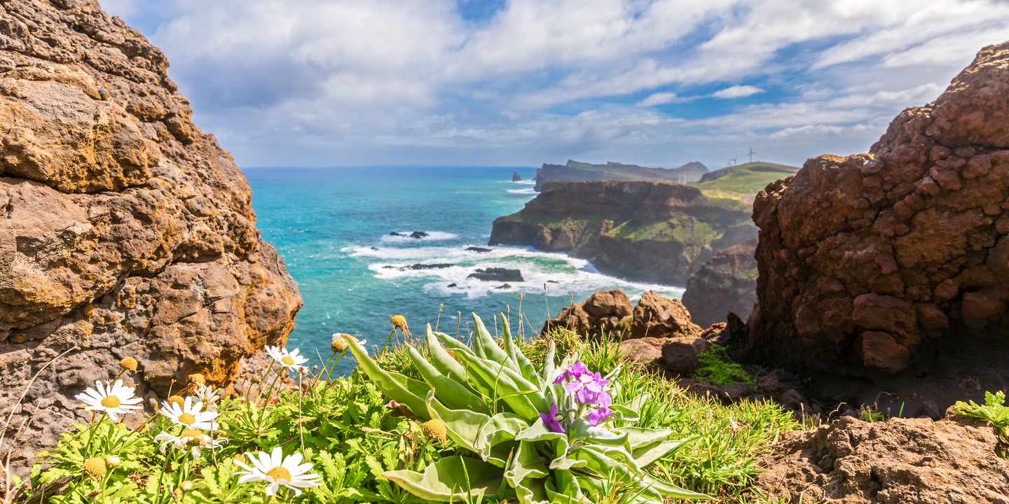 Ponta de São Lourenço auf Madeira mit Felsklippen, Atlantik und wilden Blumen im Vordergrund