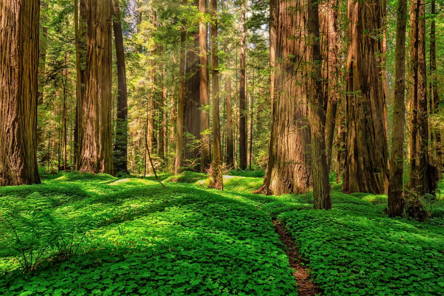 Redwood: Waldlandschaft im Nationalpark