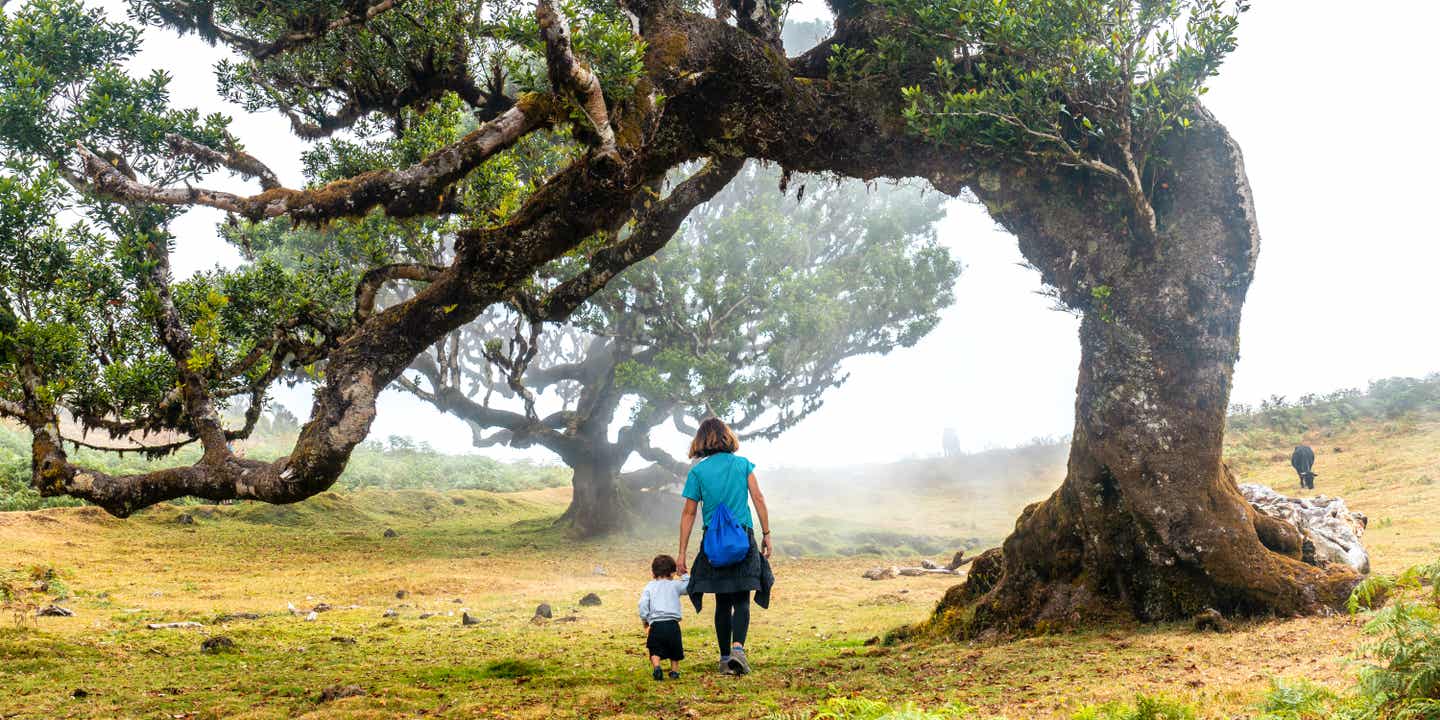 Eine Mutter spaziert mit ihrem Kind durch den urigen Fanal-Wald auf Madeira