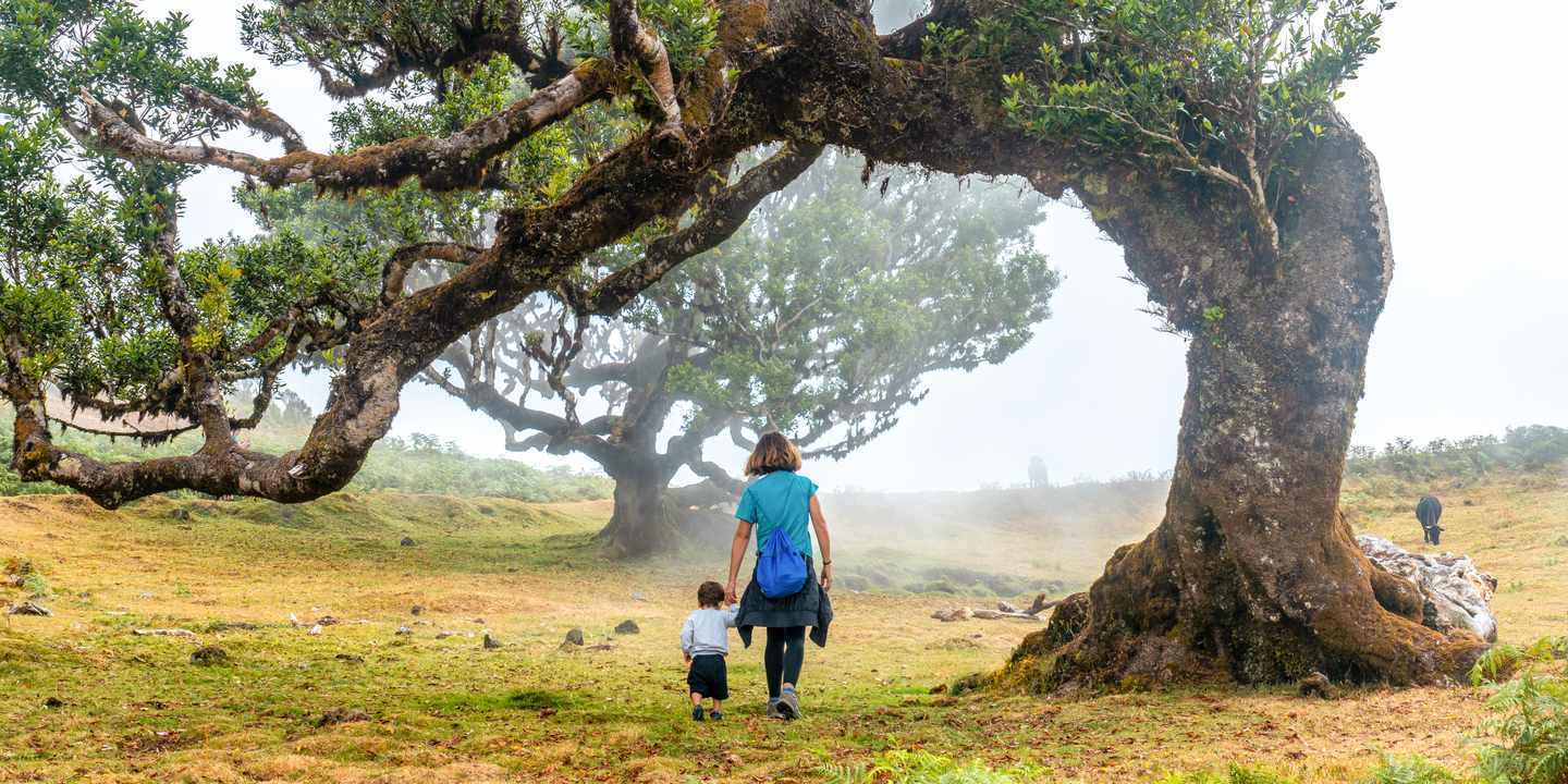 Eine Mutter spaziert mit ihrem Kind durch den urigen Fanal-Wald auf Madeira