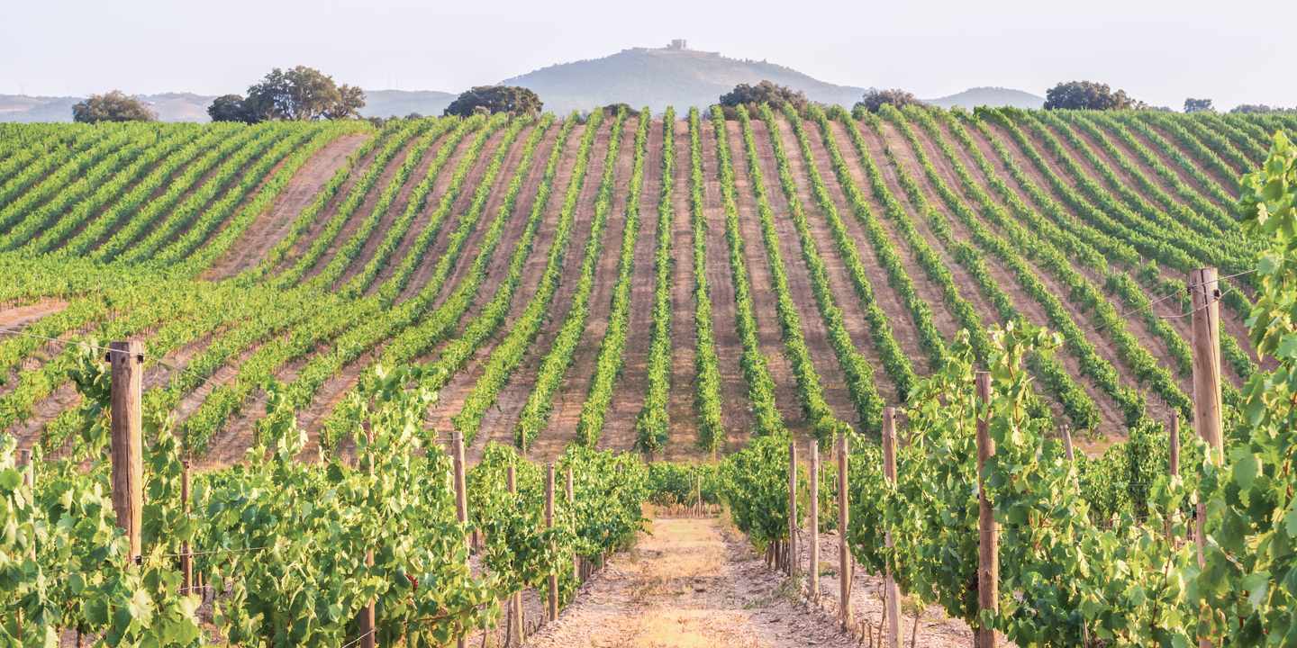 Weinberge im Alentejo mit langen Rebreihen in sanften Hügeln bei warmem Abendlicht