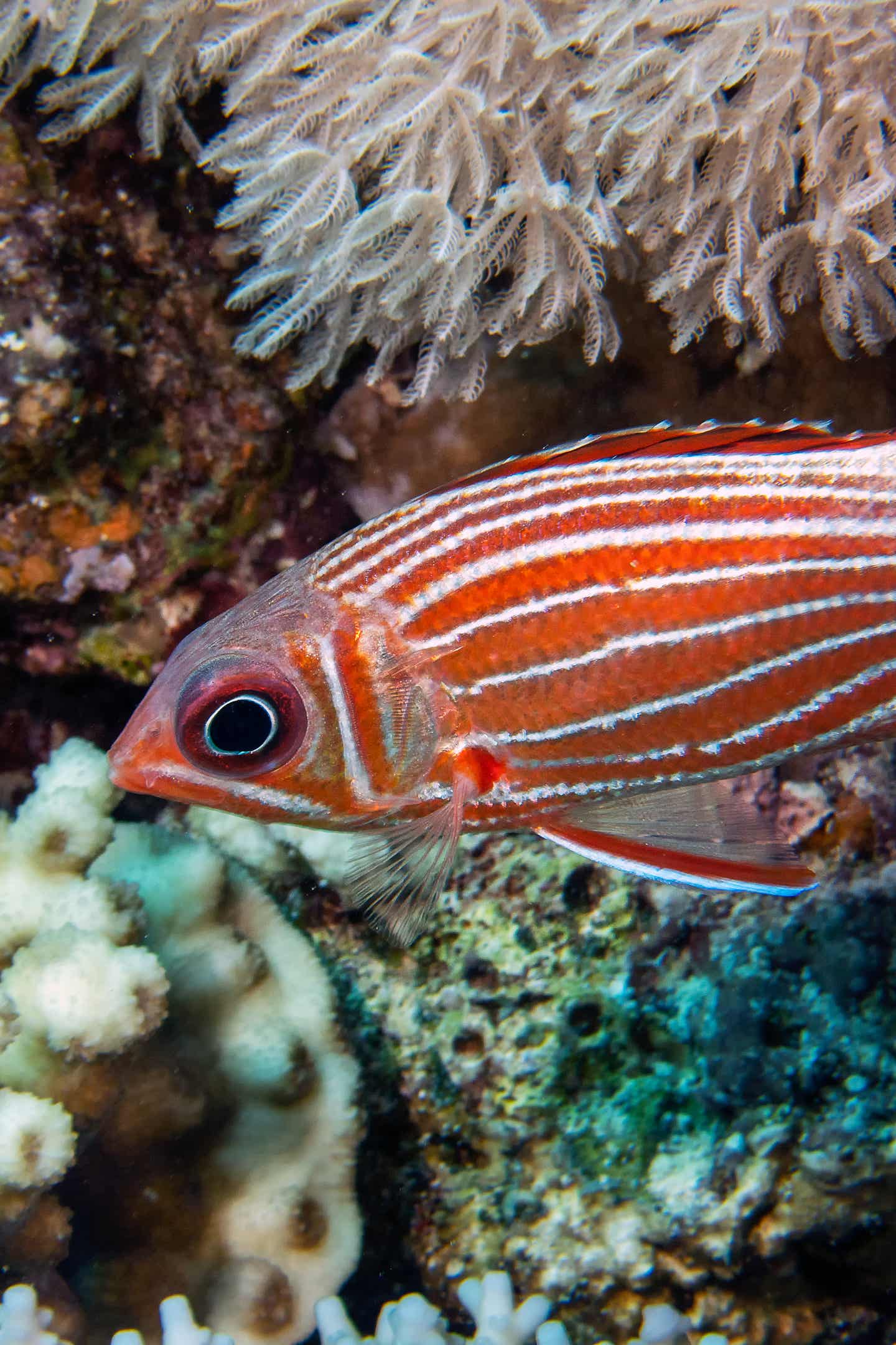 Eichhörnchenfisch im Indischen Ozean