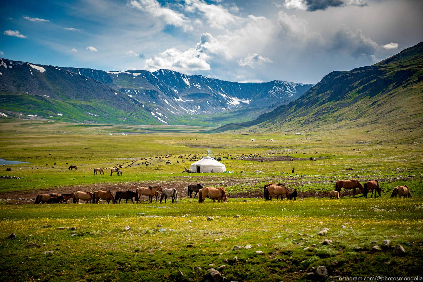 Rundreisen Mongolei: Herde bei einer Jurte in der mongolischen Steppe