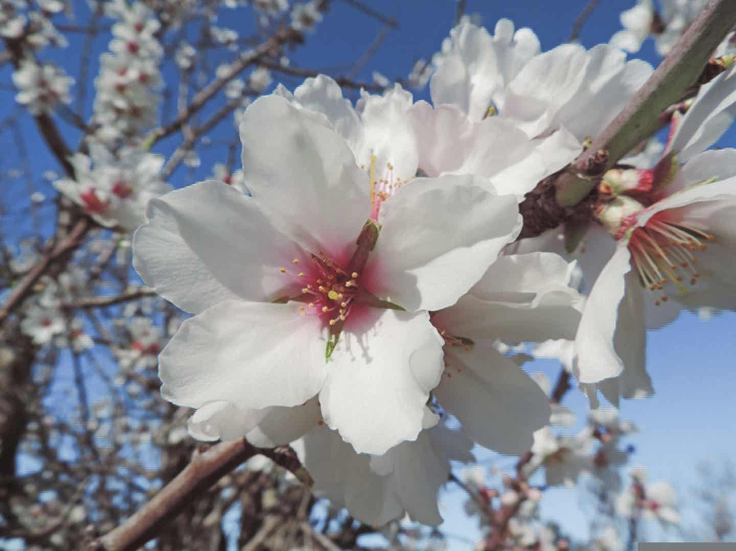 Ein zauberhafter Anblick – die Mandelblüte auf Mallorca