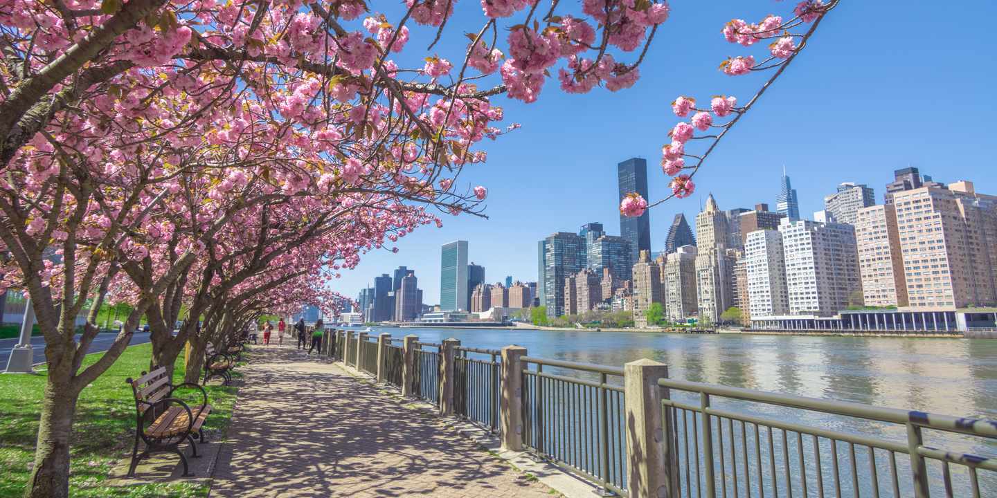 Kirschblüte am East River auf Roosevelt Island in New York