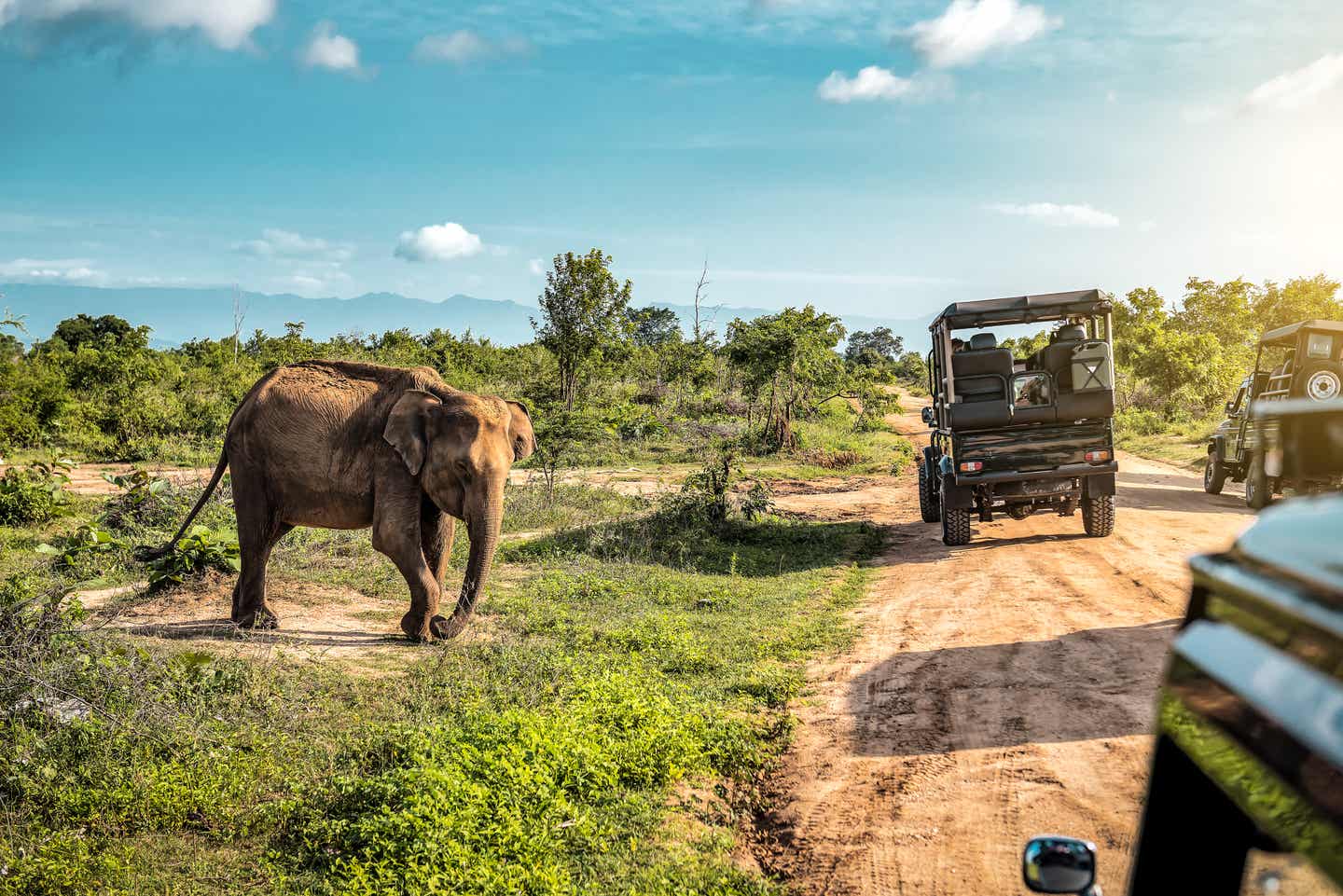 Ein Elefant auf einer Safari im Udawalawe-Nationalpark, einer der beeindruckendsten Sri-Lanka-Sehenswürdigkeiten, umgeben von Natur