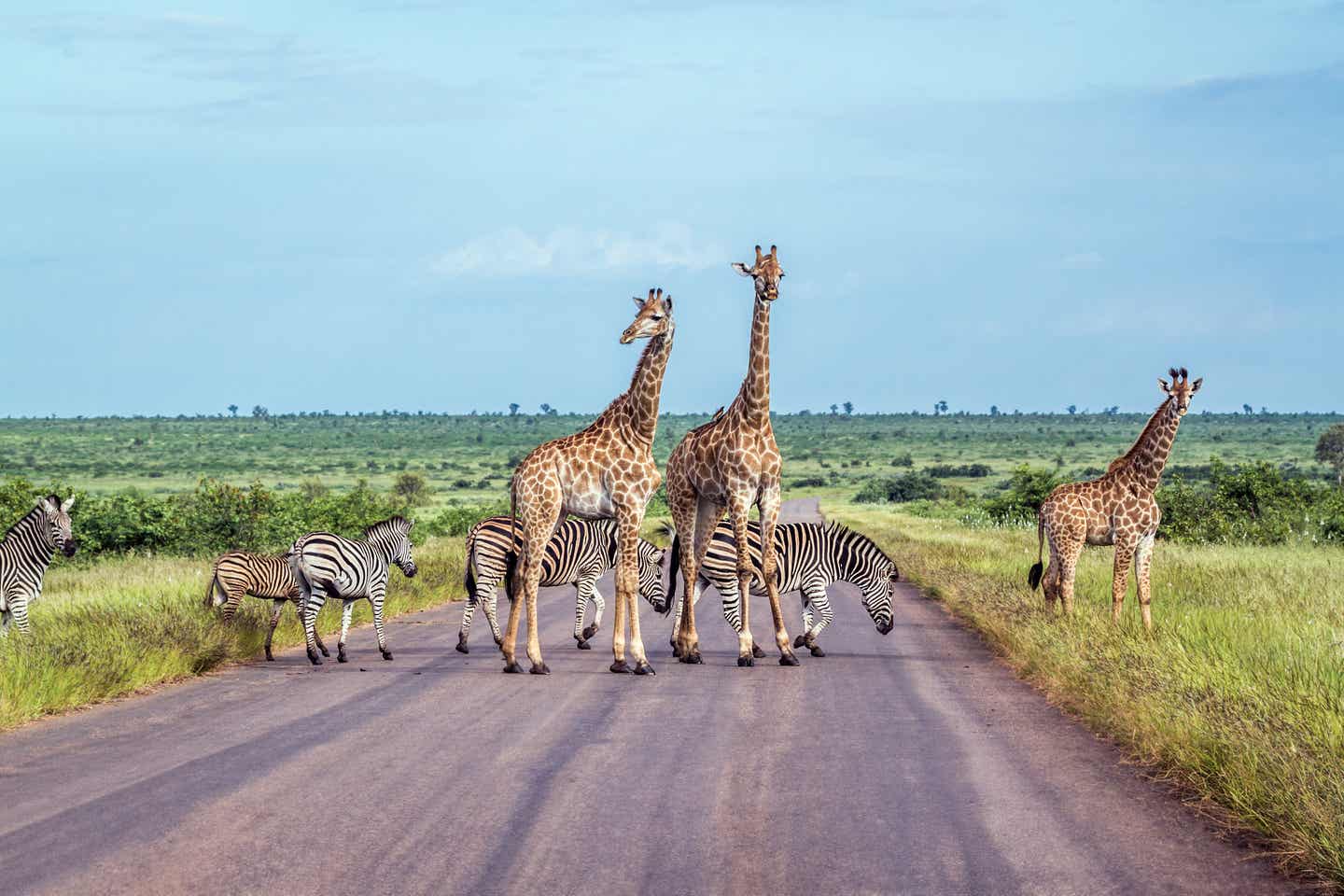 Giraffen und Zebras kreuzen deinen Weg im Krüger Nationalpark