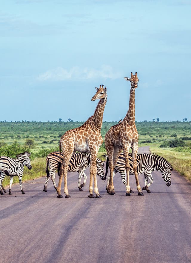 Zur Gruppenreise Kruger-Nationalpark Südafrika Giraffen