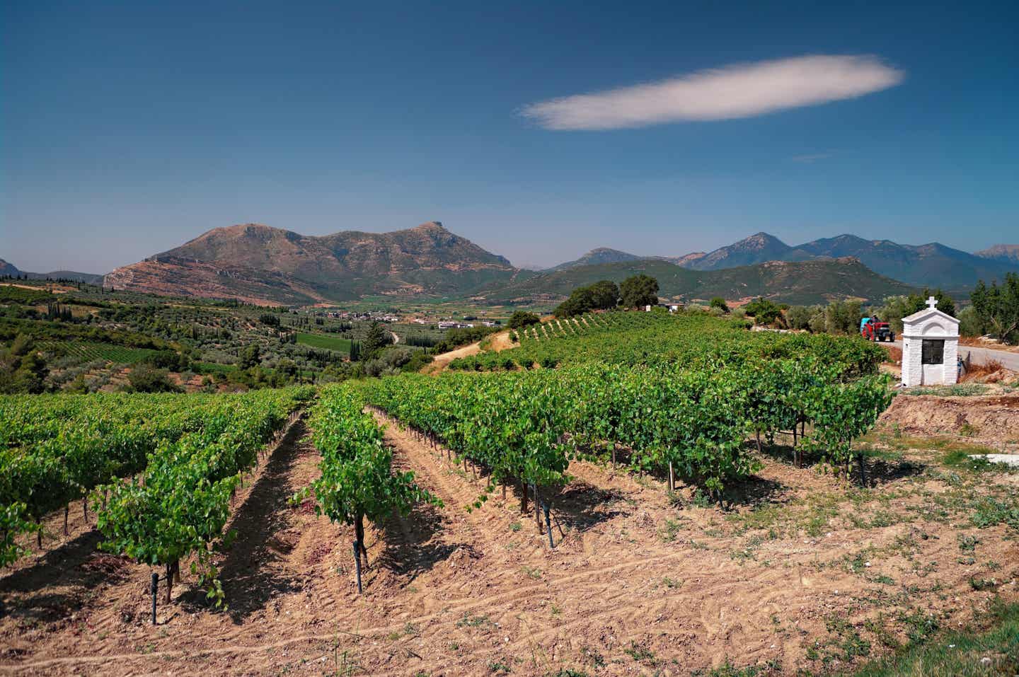 Urlaub auf dem Peloponnes – Weinberge