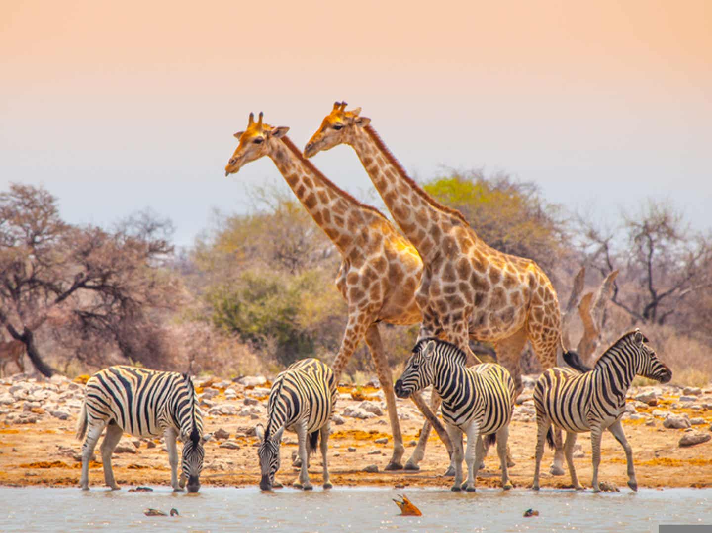 Giraffen und Löwen am Wasserloch