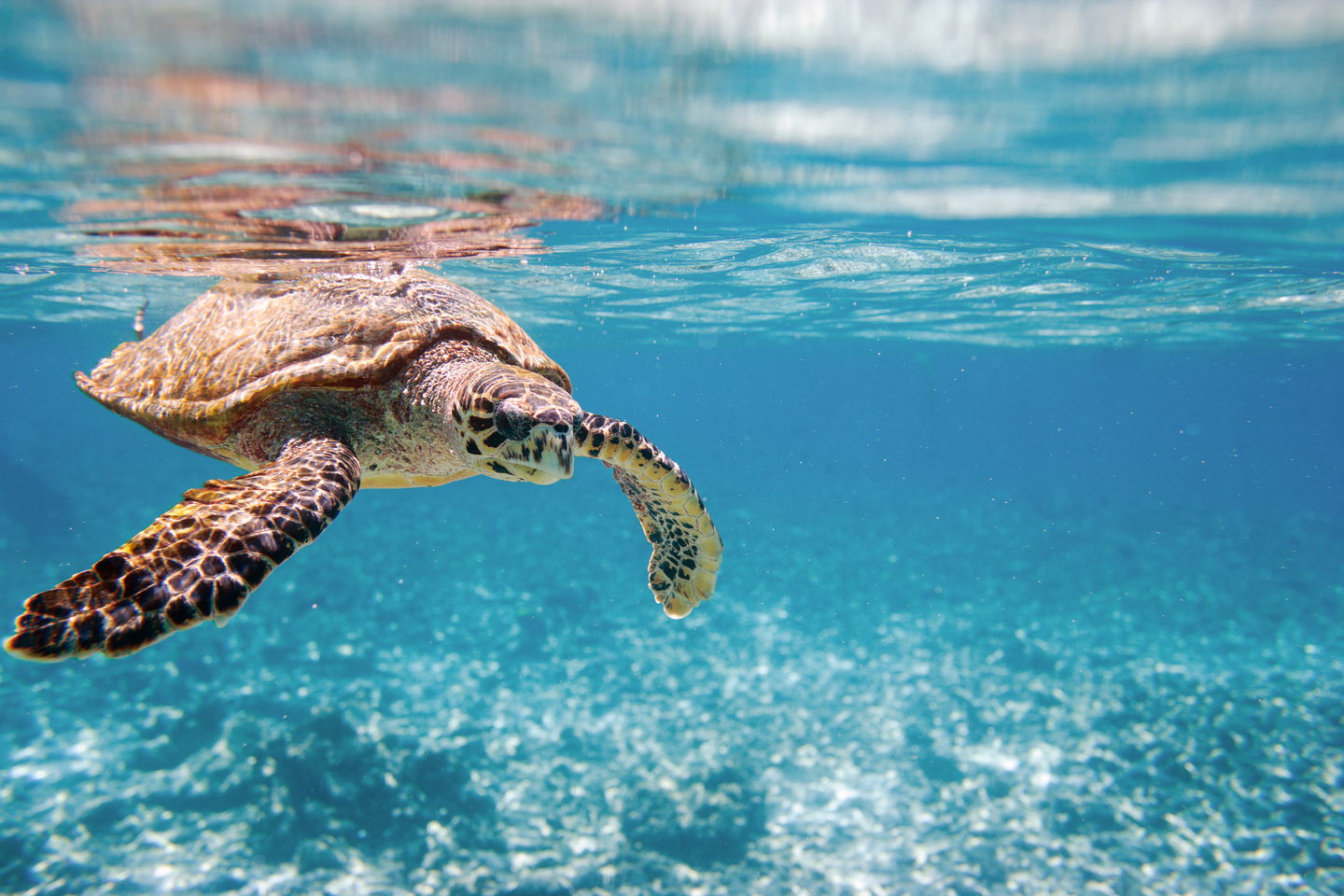 Karettschildkröte im türkisblauen Meer vor den Seychellen