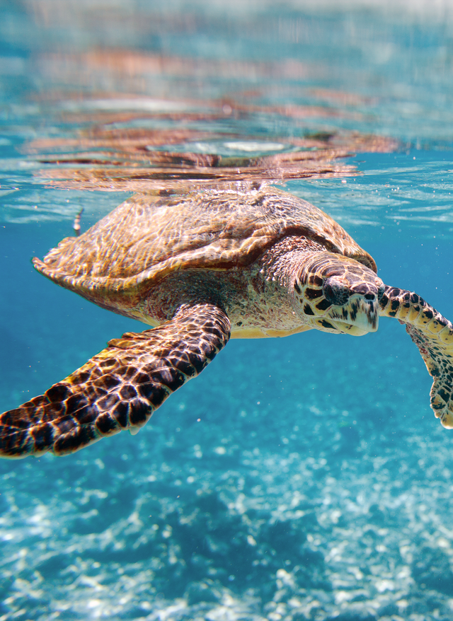 Seychellen Schildkröten Meeresschildkröte unter Wasser
