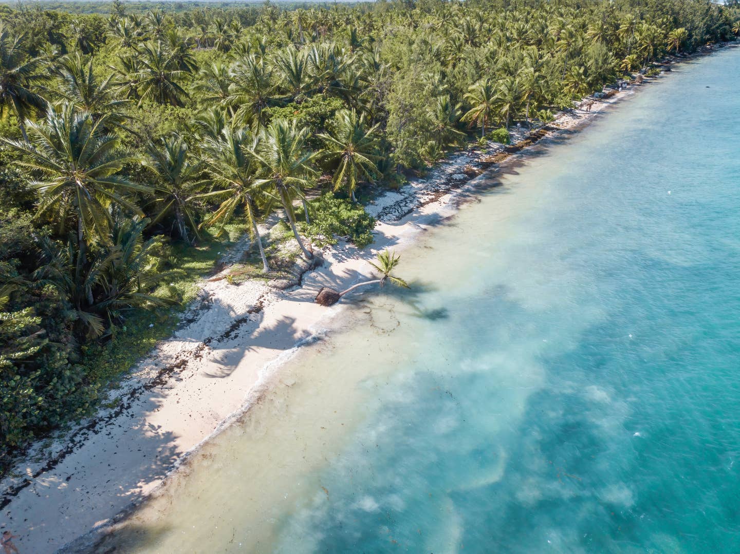 Punta Cana Urlaub mit DERTOUR. Der von Palmen umsäumte Bavaro-Strand bei Punta Cana