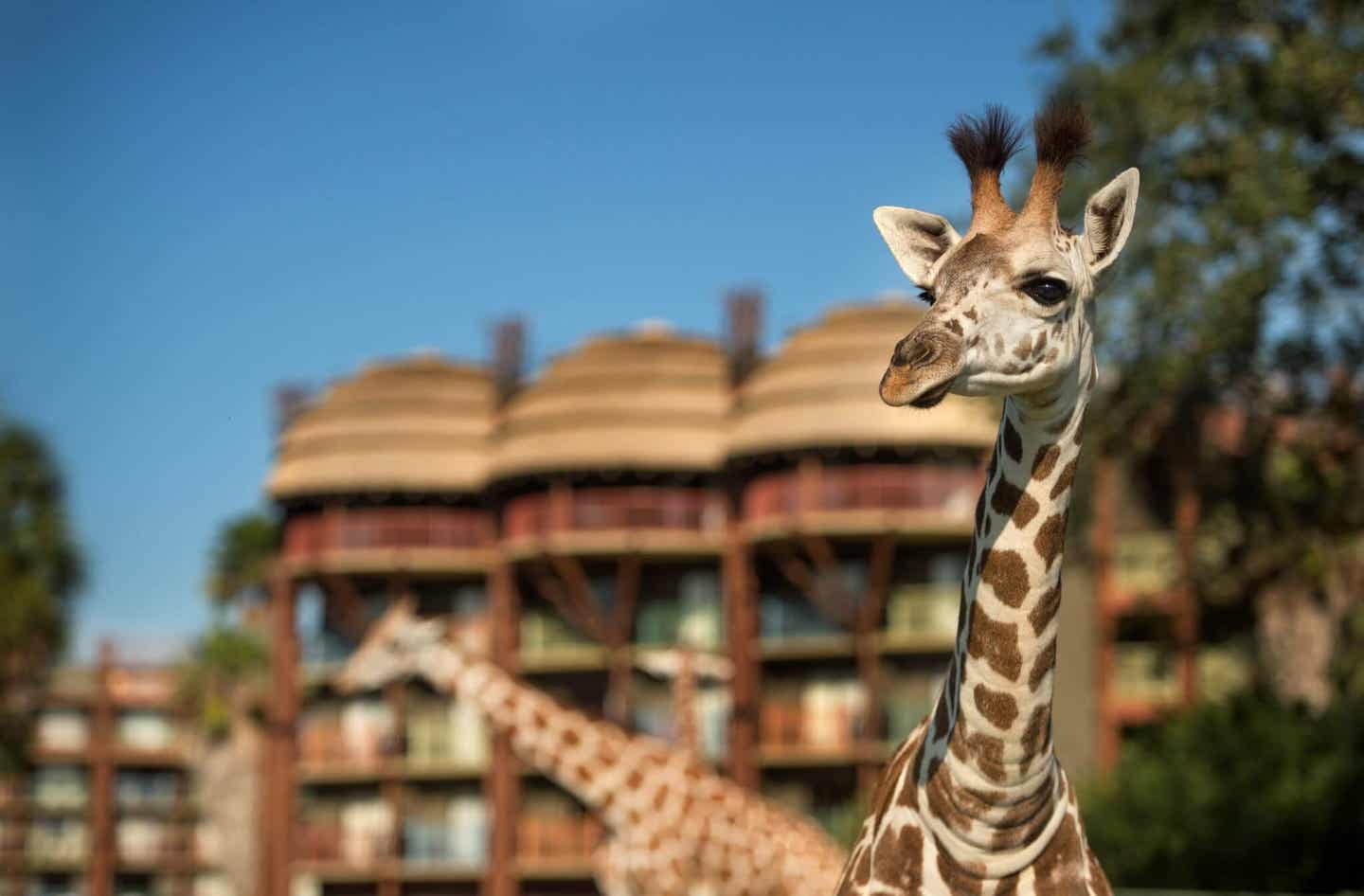 Auf der Kilimanjaro Safari gibt es Giraffen zu sehen