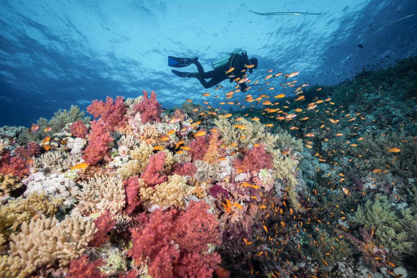 Tauchen und schnorcheln im Roten Meer, Ägypten