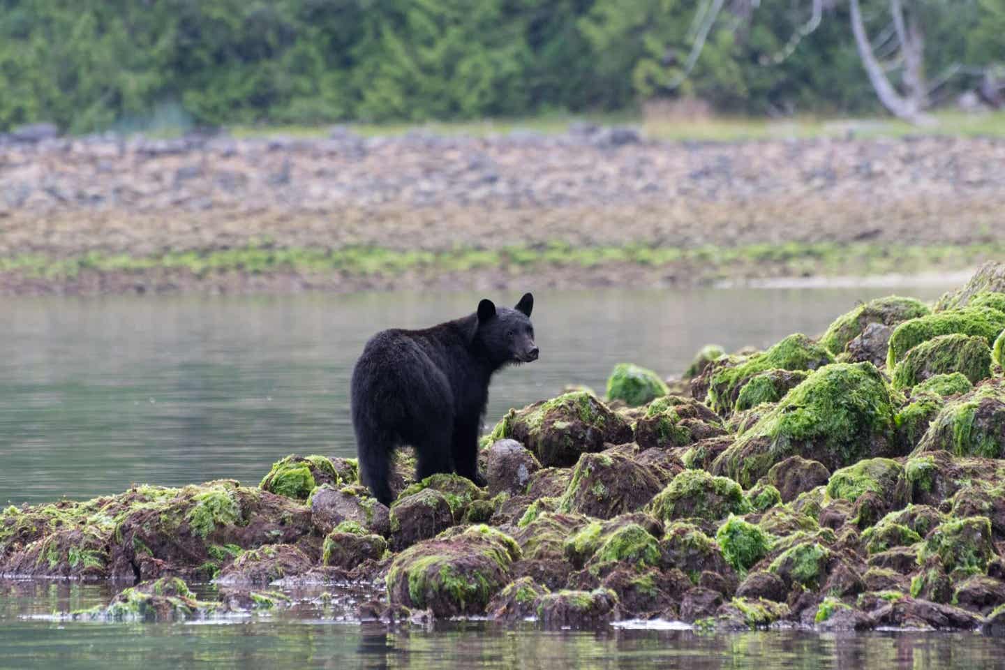 Bären in Columbia am Wasser