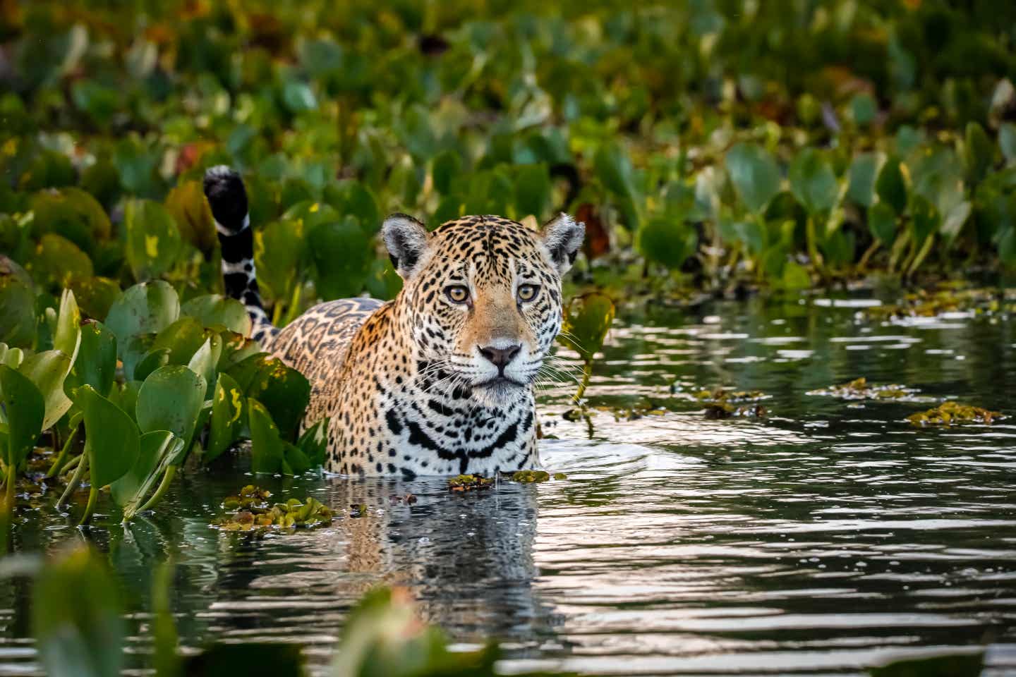 Brasiliens beste Reisezeit für Tierbeobachtungen