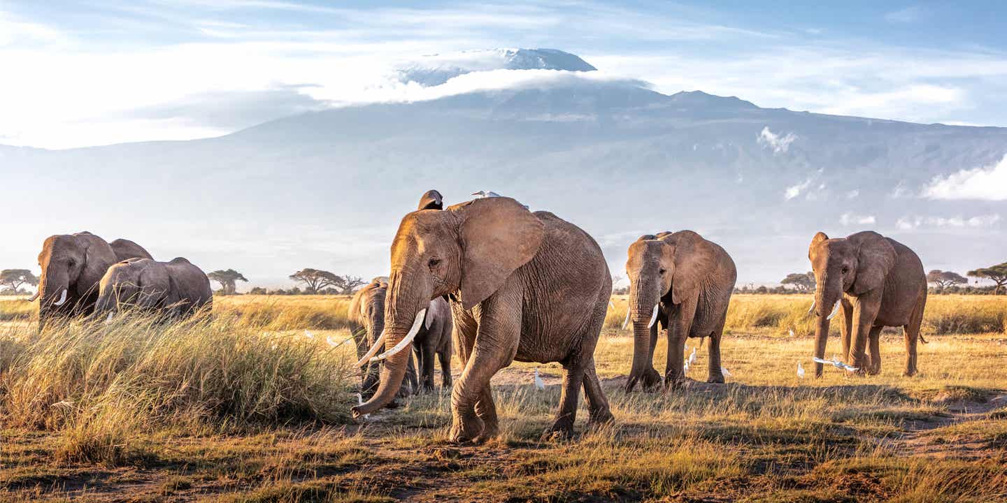 Kenia beste Reisezeit. Herde von afrikanischen Elefanten