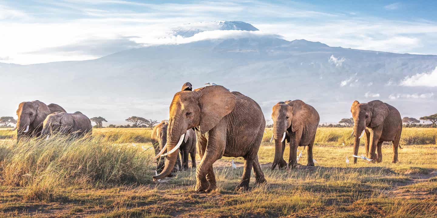 Schönste Erlebnisreise: Elefanten vor dem Kilimandscharo bei einer Safari im Amboseli-Nationalpark