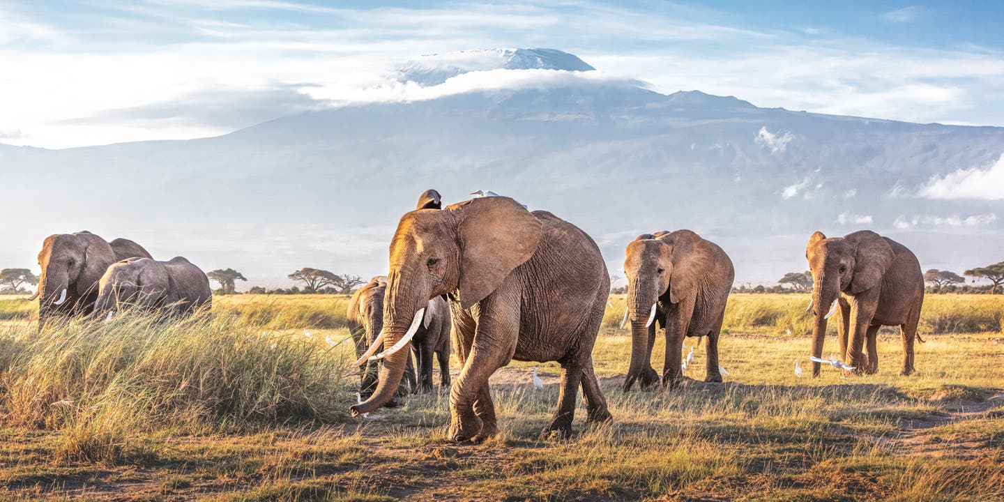 Afrikanische Elefanten durchstreifen die Savanne im Amboseli Nationalpark mit dem majestätischen Kilimandscharo im Hintergrund