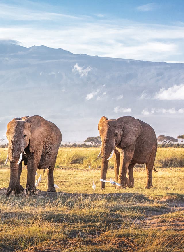 Kenia Safari Afrikanische Elefanten durchstreifen die Savanne im Amboseli Nationalpark mit dem majestätischen Kilimandscharo im Hintergrund