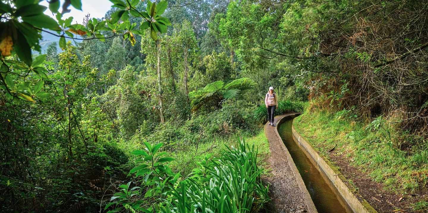 Levada do Rei auf Madeira mit schmalem Wasserkanal und Wanderweg durch dichten Lorbeerwald