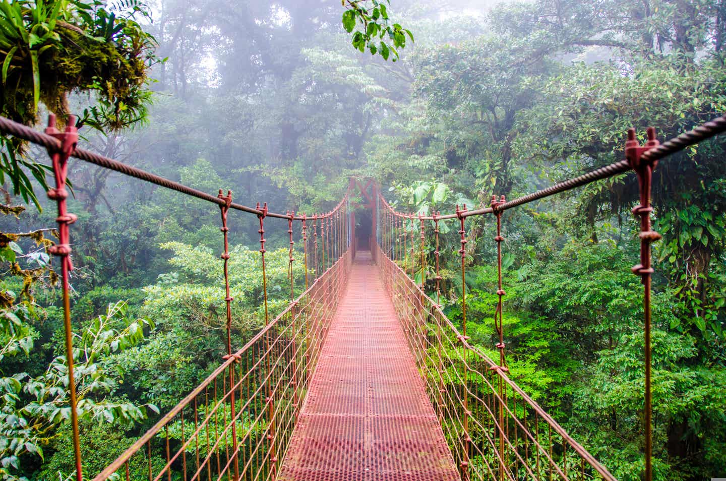 Urlaub in Costa Rica – der Monteverde-Nebelwald