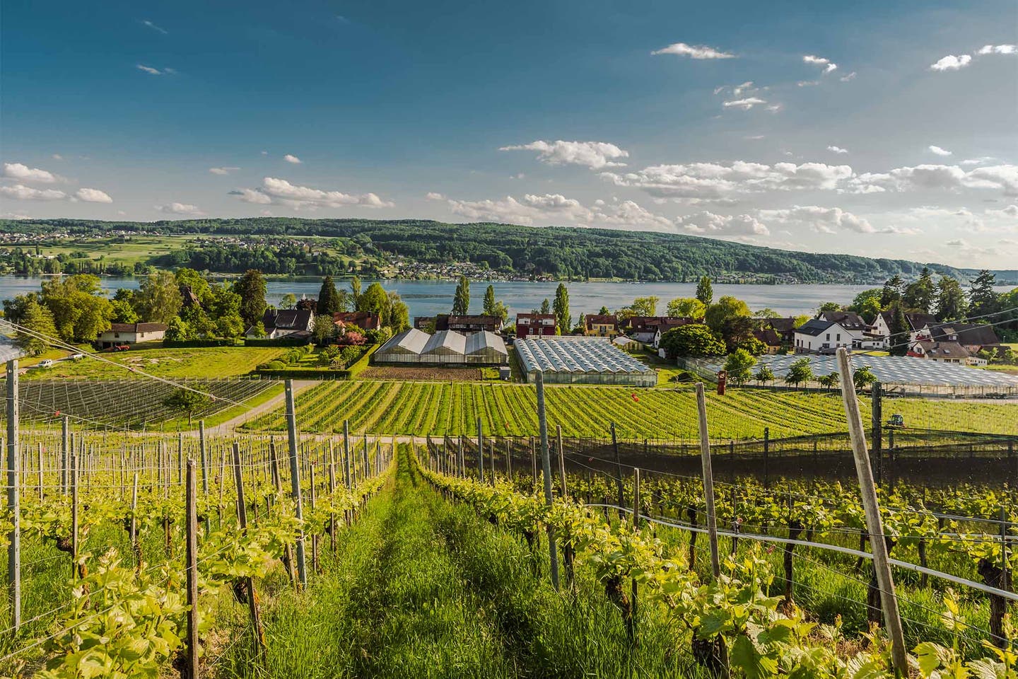 Weinberge und Gewächshäuser