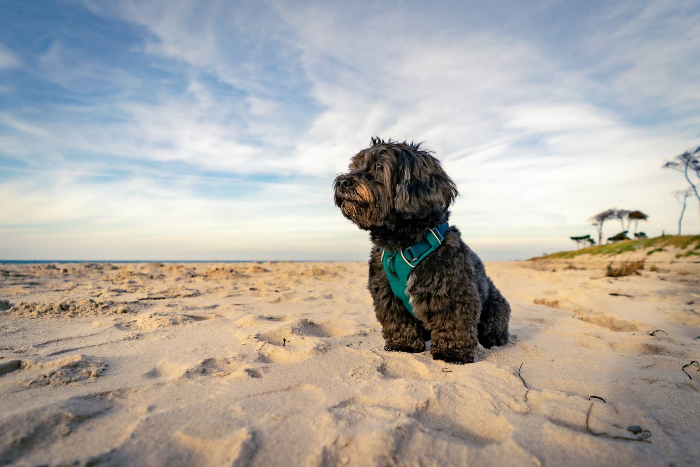 Urlaub mit Hund an der Ostsee – Schwarzer Hund am Strand bei Sonnenschein