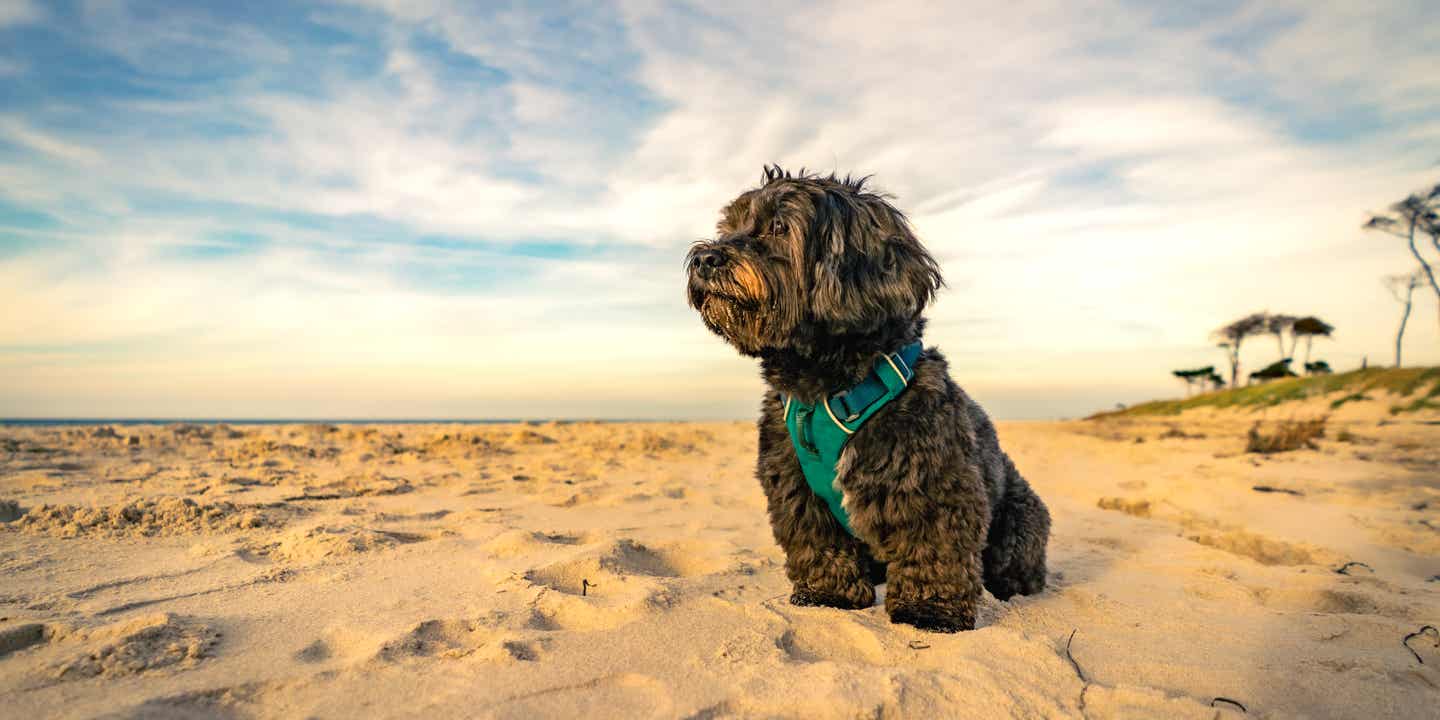 Kleiner Hund sitzt im Sand am Ostseestrand in Prerow mit Blick aufs Meer und genießt den Sonnenuntergang 