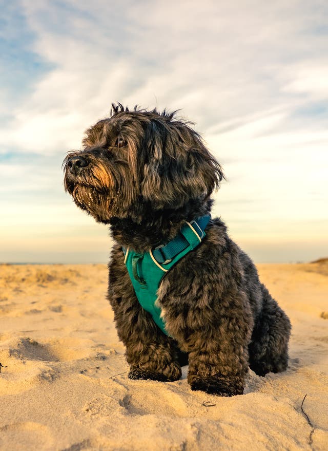 Urlaub mit Hund Ostsee Urlaub mit Hund an der Ostsee – Schwarzer Hund am Strand bei Sonnenschein