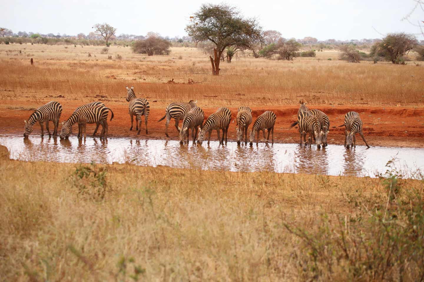 Kenia beste Reisezeit. Zebras an Wasserloch