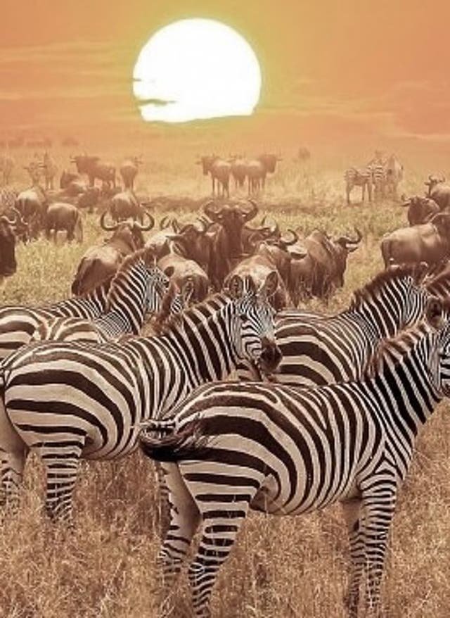 Zur Safari Tansania Landschaft mit Zebras