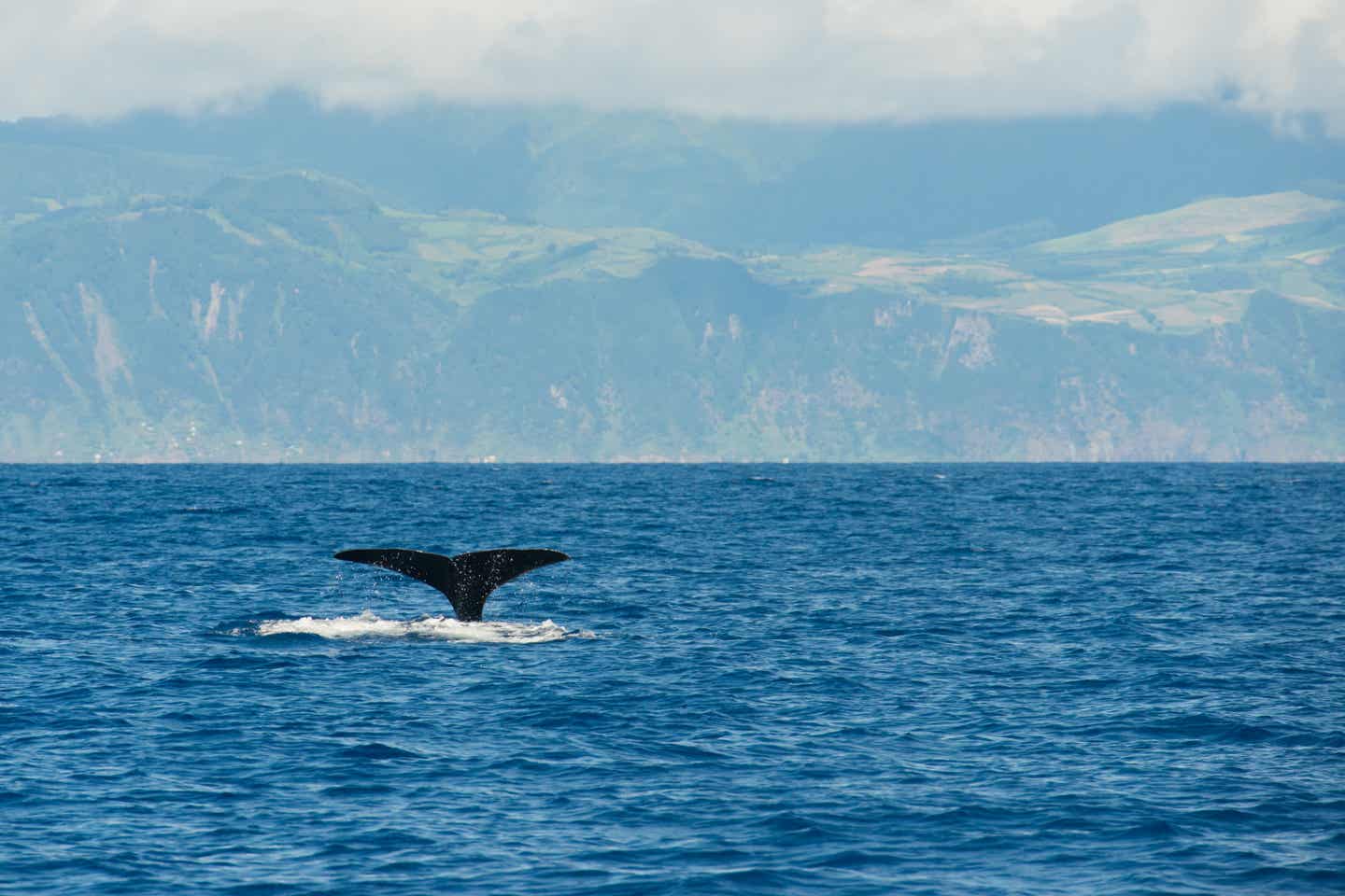 Azoren Sehenswürdigkeiten: Schwanz eines Pottwals, der ins Wasser taucht