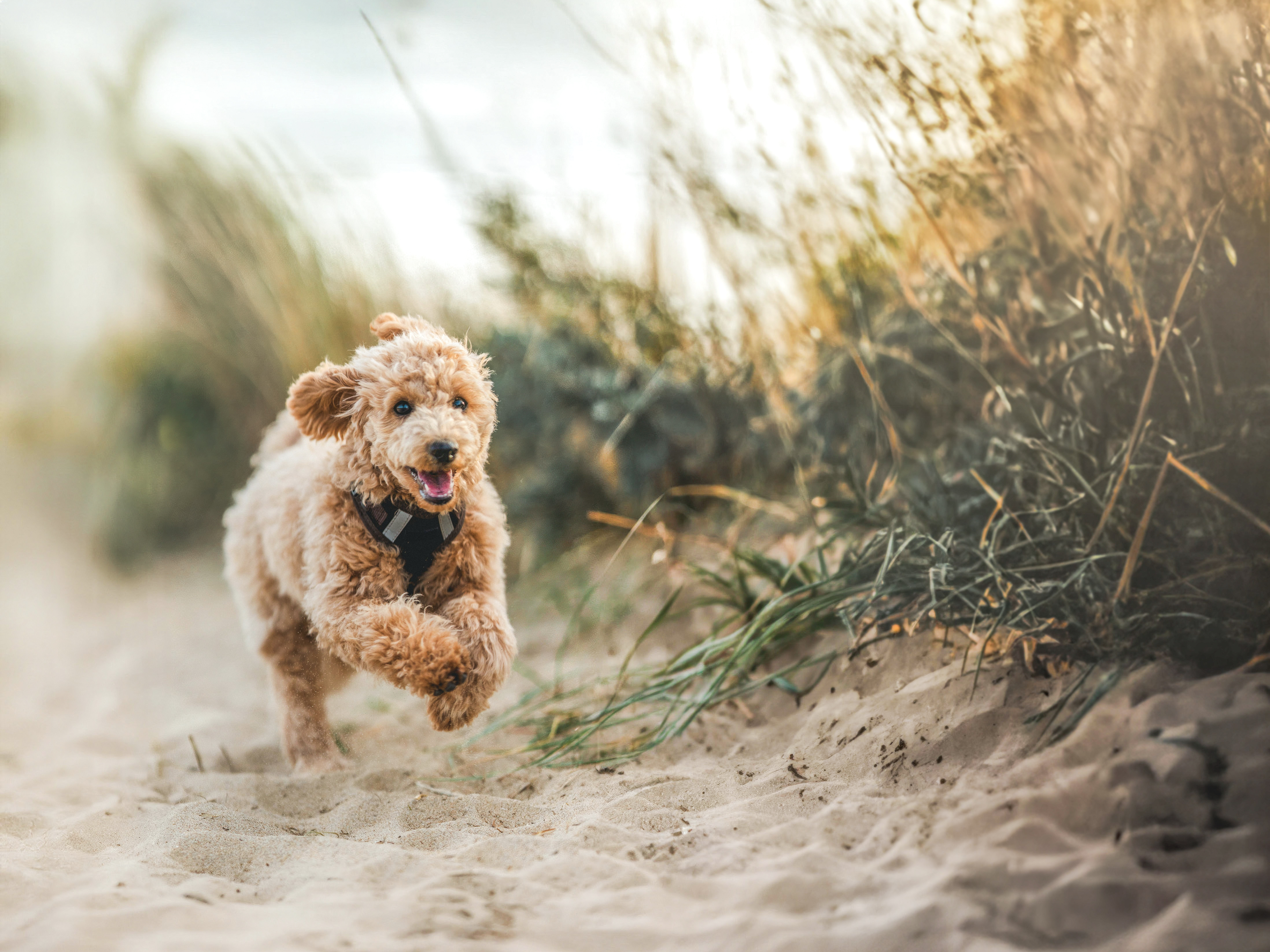 Brauner Pudel rennt am Strand