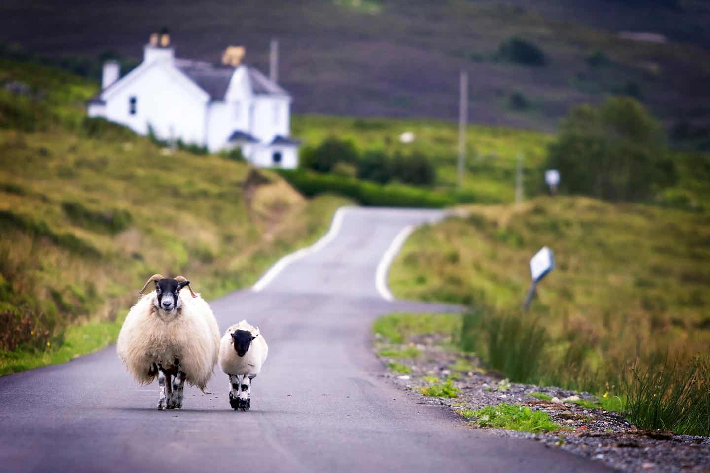 Schafe auf einer Straße in Schottland