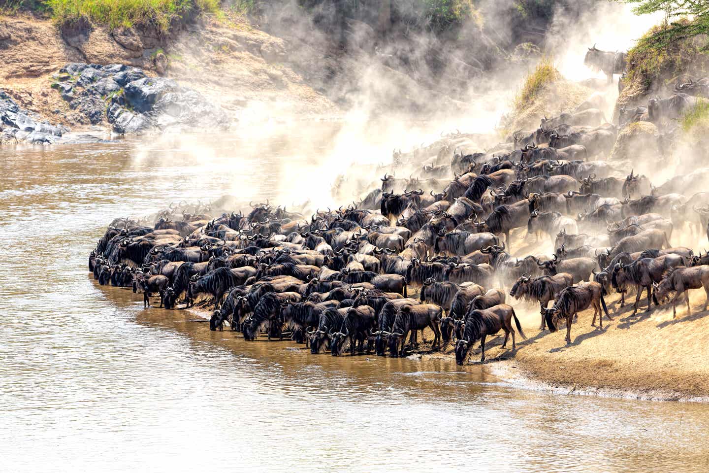 Eine große Gnu-Herde steht kurz vor der Überquerung des Flusses