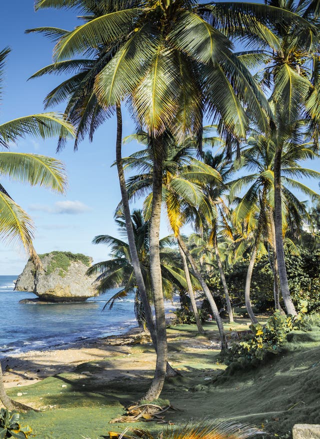 Barbados Sehenswürdigkeiten Der Strand Bathsheba auf der Karibikinsel Barbados