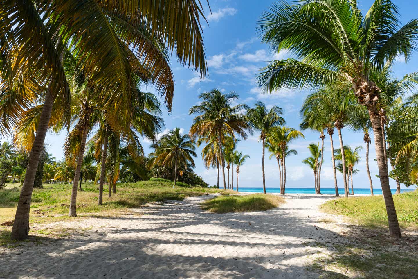 Ein Palmenhain am Sandstrand von Varadero