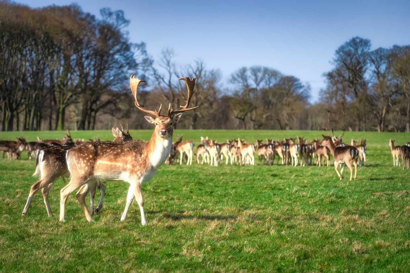 Sehenswürdigkeiten in Dublin: Damhirsche auf dem Feld im Phoenix Park