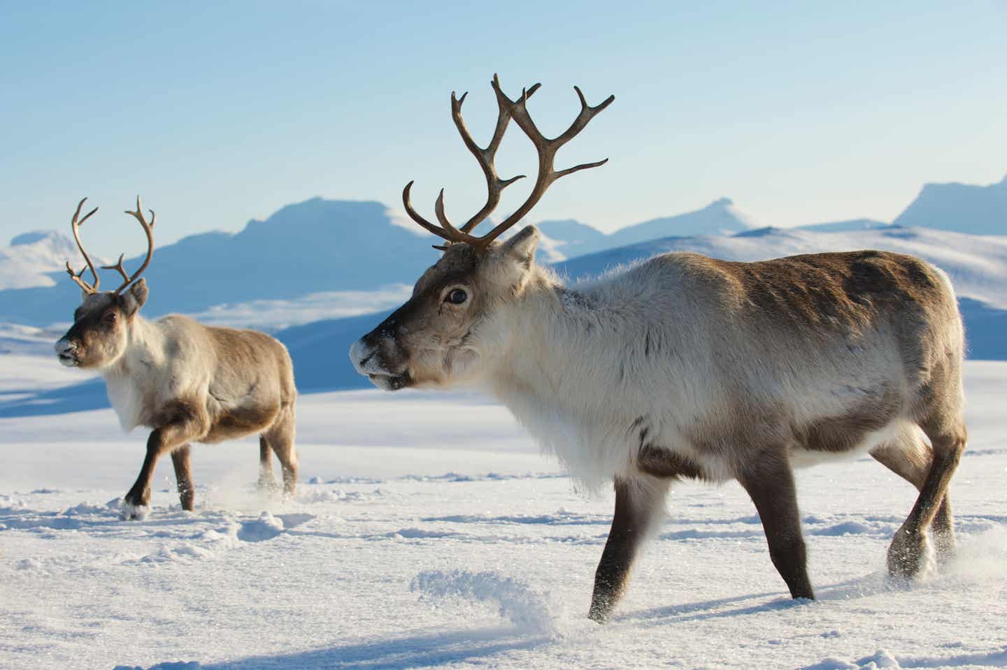 Rentiere in der Tundra