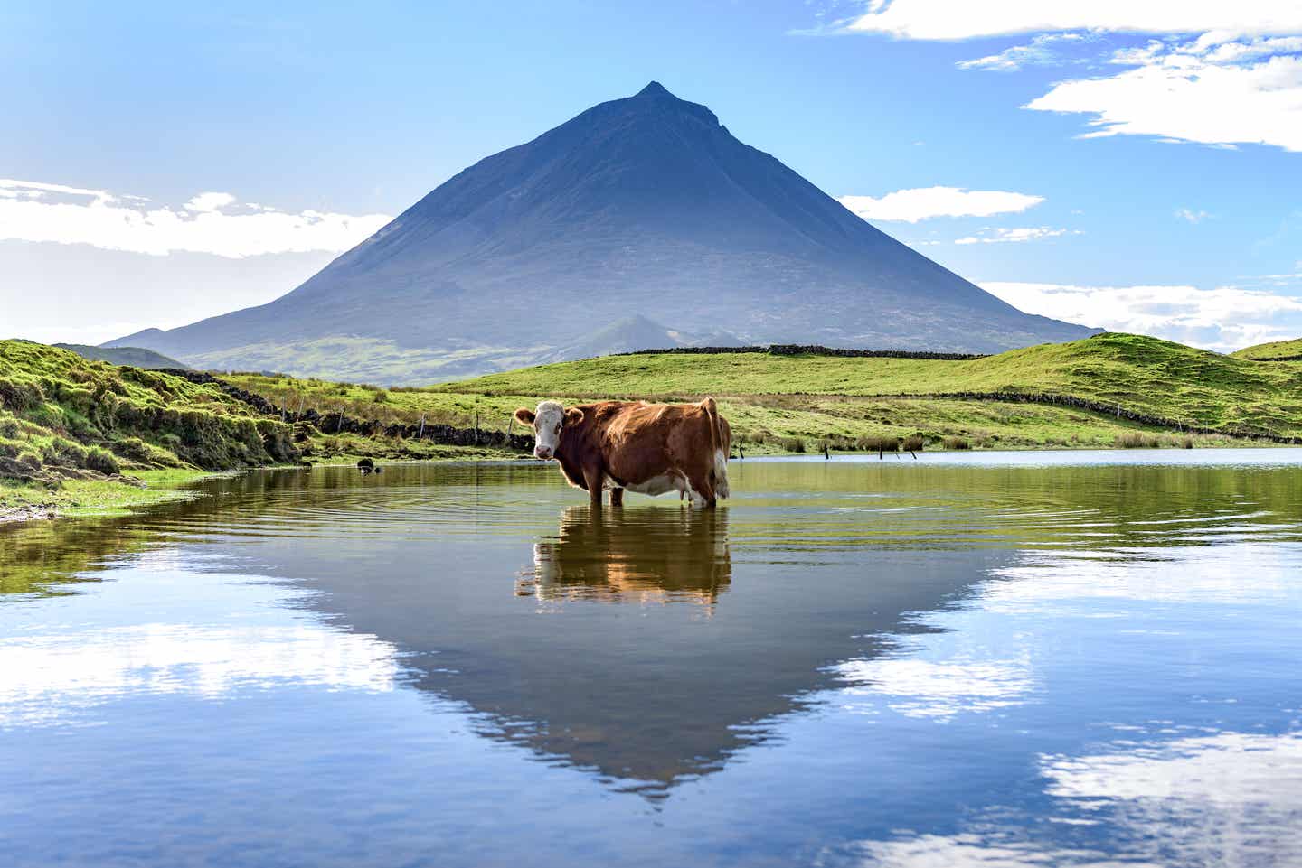 Blick auf eine Kuh vor dem Berg Pico auf den Azoren zur besten Reisezeit